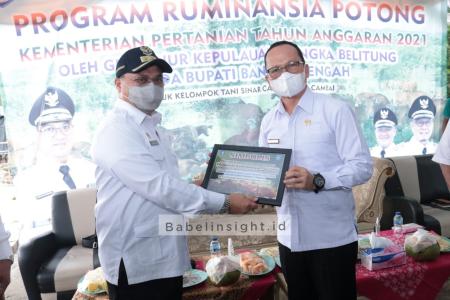 Bangka Tengah, Pelopor Swasembada Daging Sapi di Babel