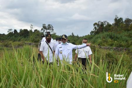 Food Estate, Tantangan Babel Jadi Lumbung Pangan Nasional